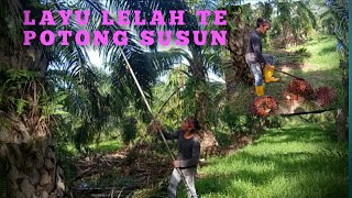 Layu lelah lek rantaowan