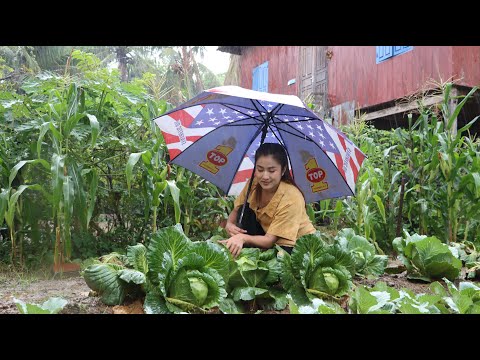 Heavy rain in my village, I harvest cabbage to make hot soup / Cooking with Sreypov