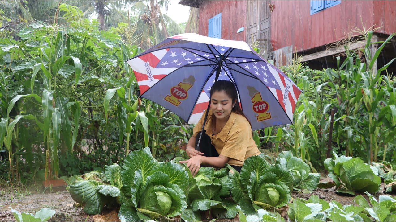 Heavy rain in my village, I harvest cabbage to make hot soup / Cooking with Sreypov