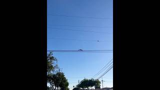Construction time again on the Squirrel Wire Super Highway #animals #morning #motivation #work #time