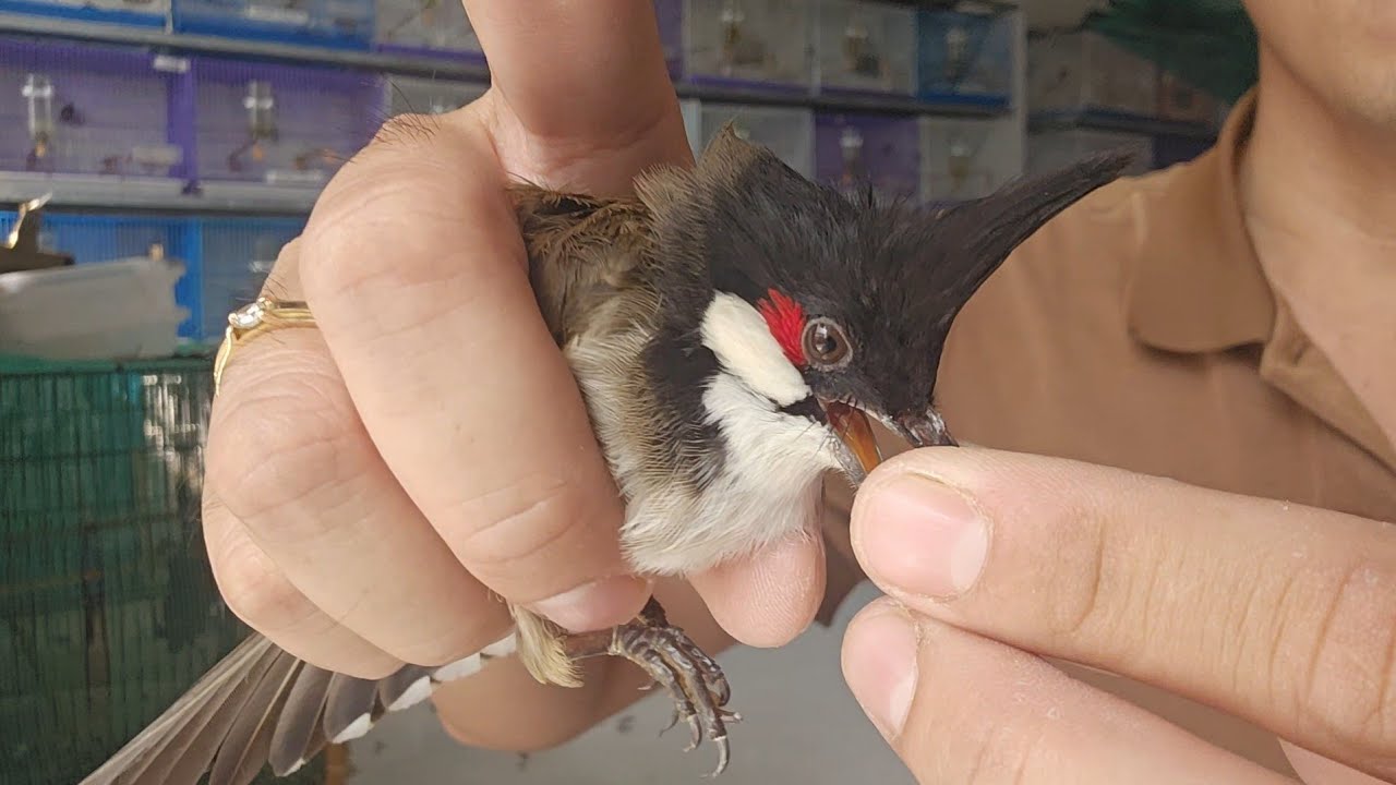 💥23/2💥 097-853-7777 - Chào Mào Vip Cao Bằng - Lân Tê Vip 