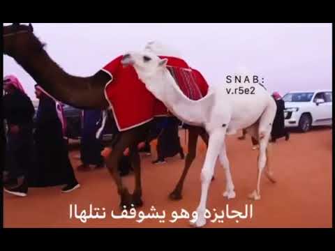 جديد قراع الوضح الحاصل على المركز الاول المالك عبدالله بن محمد ال بريك الدوسري