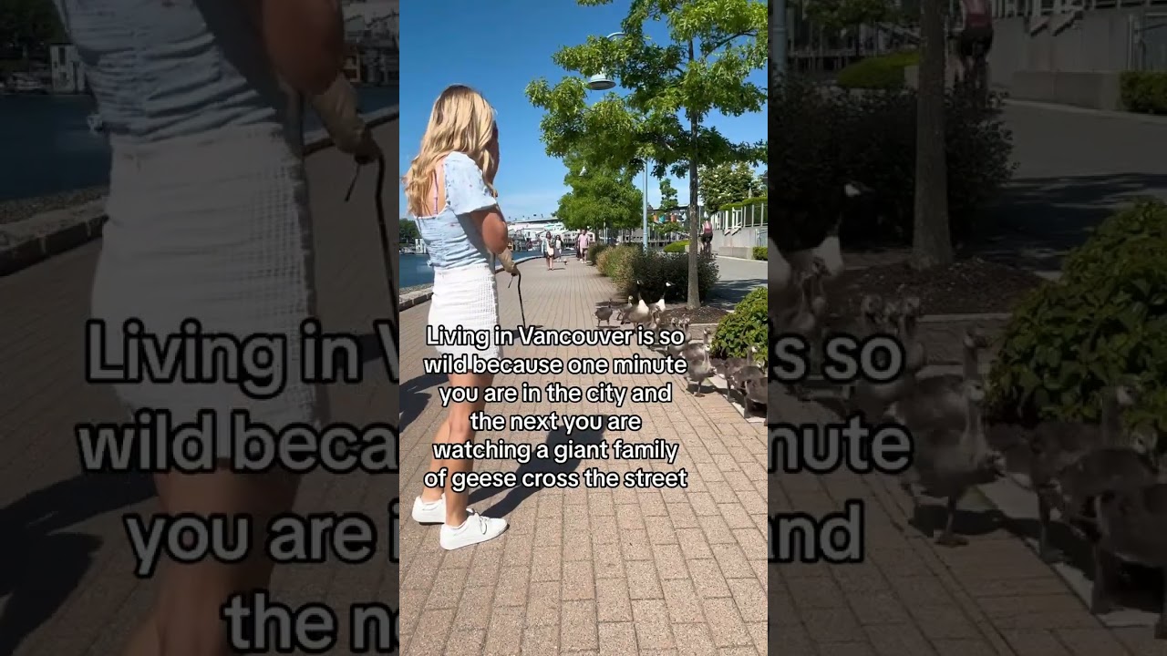 Caught in 4K: Geese on their hot girl walk