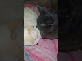 Kai the Spy: Snowball and Kai #kaithespy #catvideos #ytshorts (5/24/26)
