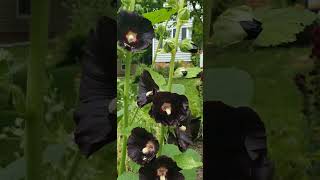 I'll Always Grow Black Hollyhocks | Stunning & Easy Flowers from Seed 🖤🥀 #shorts #flowershorts