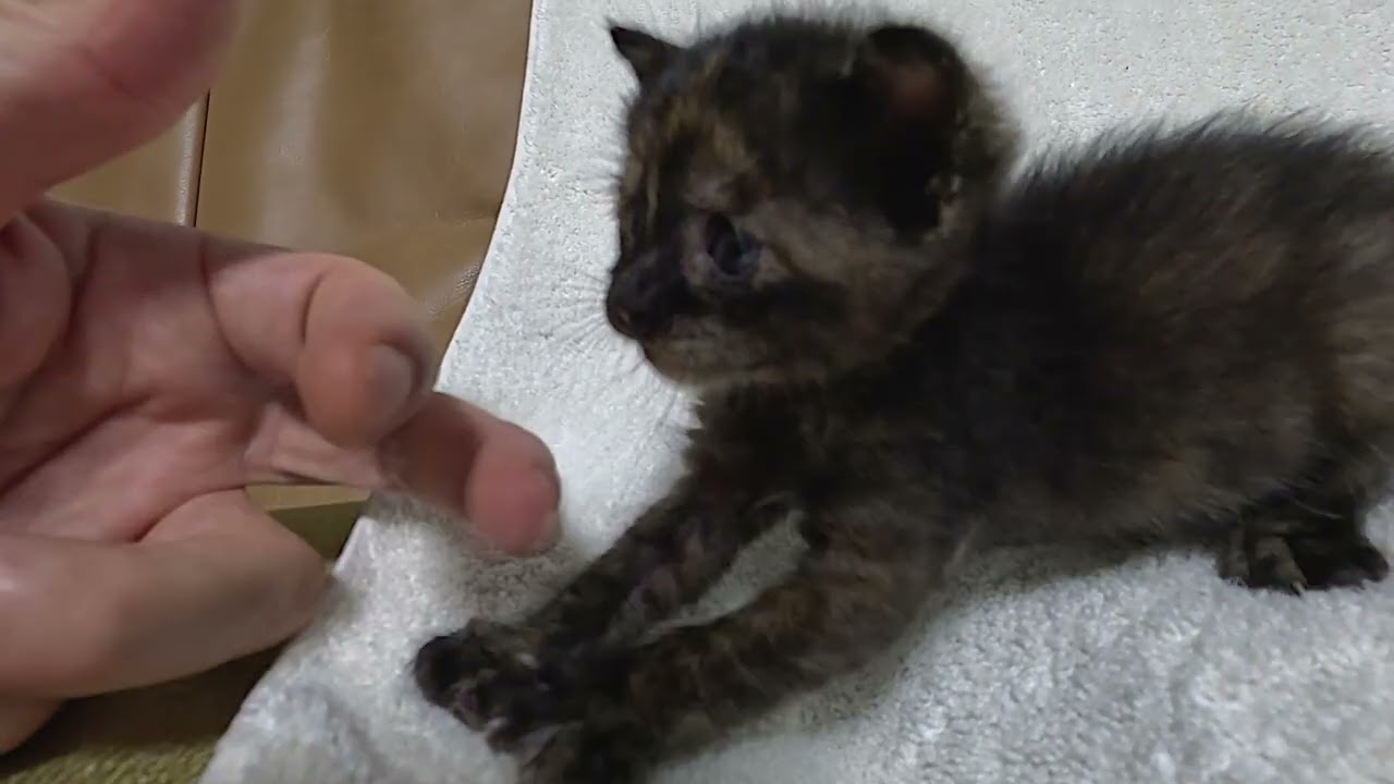 壮絶な一日から命を繋いだ子猫が、今度は癒しをくれました。保護した捨て猫の赤ちゃんの奇跡。 〜第13幕〜