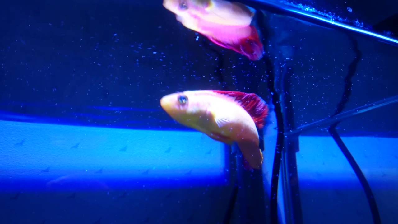 海水魚 オーバーフロー水槽で単独飼育 Youtube