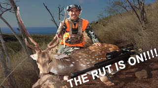 The Rut is On!!! | Lanai, Hawaii Resident Hunt 2020 | Episode 4