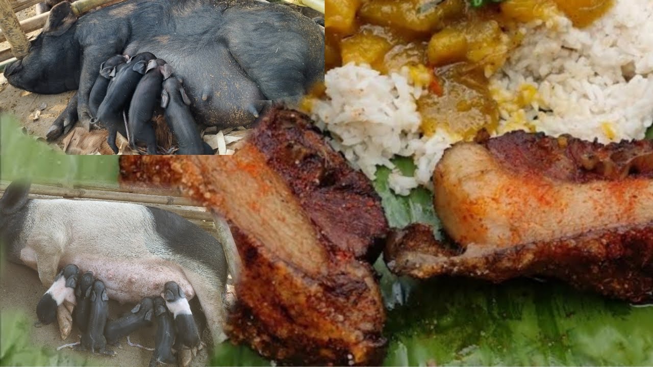 pig-farming-in-nagaland-new-born-cute-piglets-piglets-available