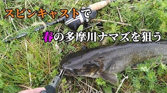 ナマズ Youtube