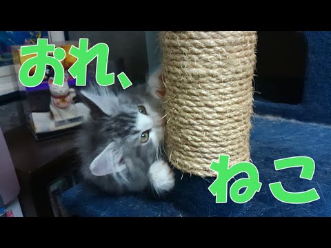 思い出ぽん！おれ、ねこ　～りおん編～