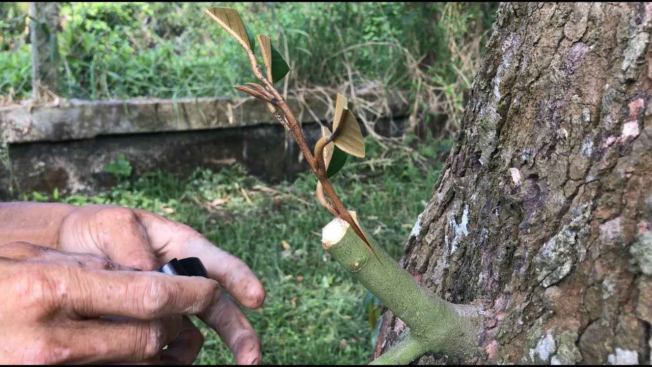 Kỹ Thuật Ghép Sầu Riêng - Ghép Cải Tạo Đổi Giống | Grafting Durian Tree | Thịnh Sầu Riêng