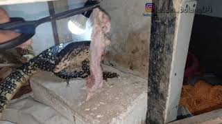 Memberi makan Varanus Salvator(biawak air).