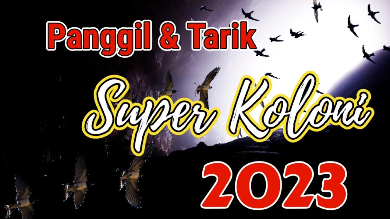 Suara Panggil & Tarik || Super Koloni 2023