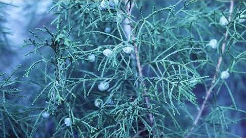 Juniper Tree