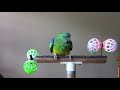 😍🦜 Easy to Make Toys for our RED RUMP PARROT or Any Other Birds🦜