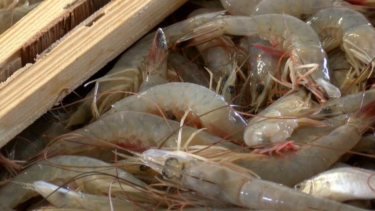 Georgia lawmakers pass new bill involving seafood in restaurants