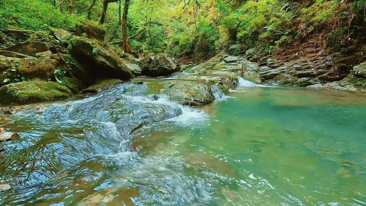 🌿 Peaceful Forest Stream Ambience | Relaxing Water Sounds | Sleep, Study, Meditation