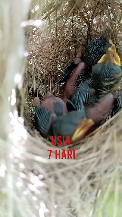 beginilah anak burung ciblek tebu | ciblek sawah | ciblek lalang usia 2 hari sampai 10 hari