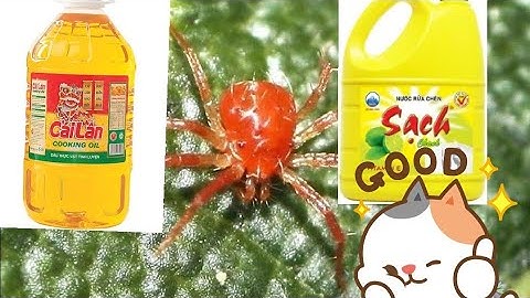 Pha nước rữa chén và dầu ăn trị nhện đỏ
