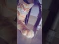"Anzo's Funniest Moment Caught on Camera 😂🐱 #shorts #youtubeshorts #anzo #cat #mycat