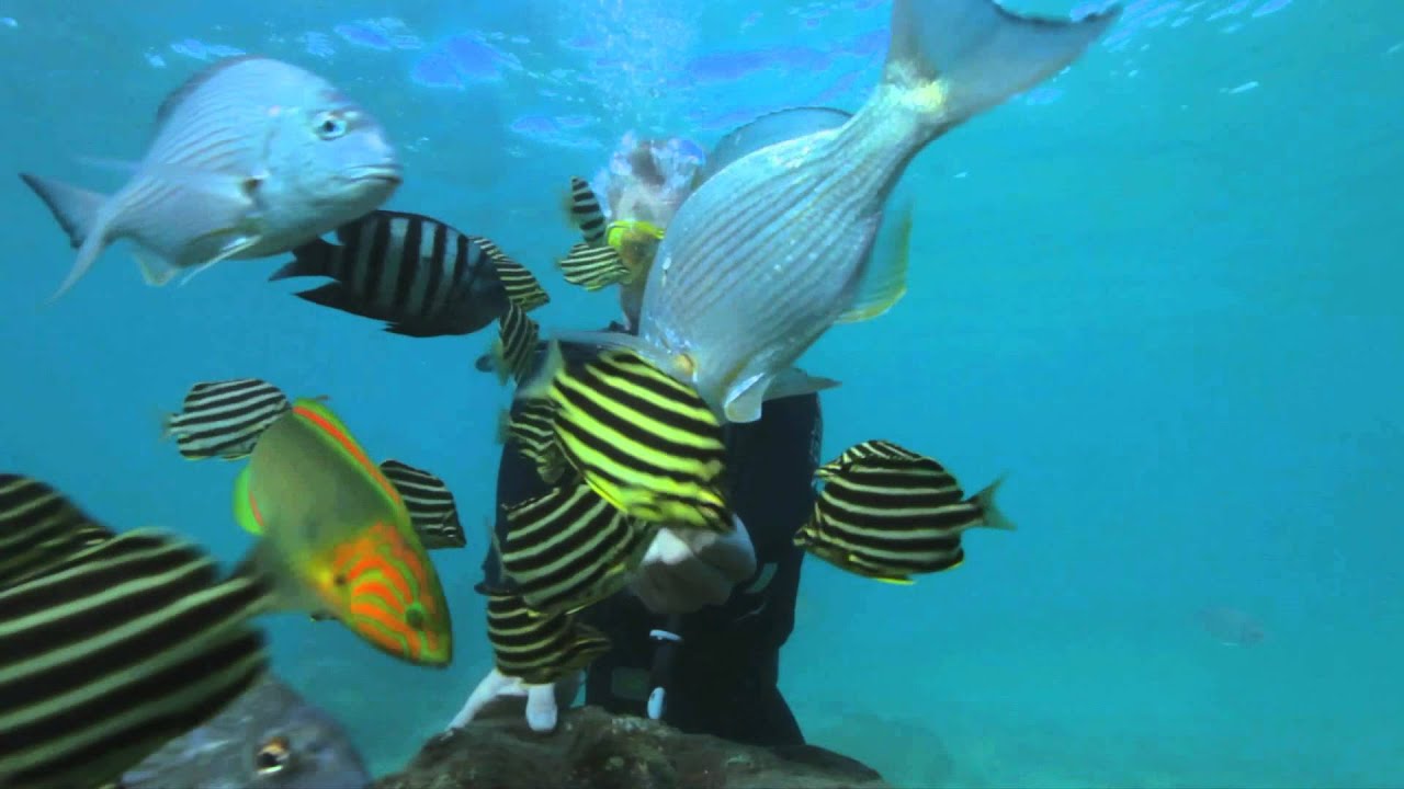 Gold Coast Xplorer: Gold Coast Dive Centre