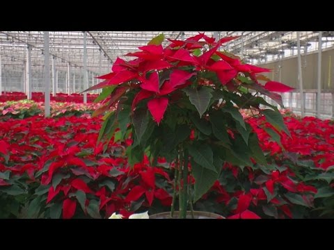 A Look Inside A Poinsettia Farm