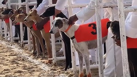 2024 Qatar Saluki Championship Race for 2km , Amazing Race ,