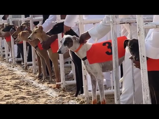 2024 Qatar Saluki Championship Race for 2km , Amazing Race , (March 9) class=