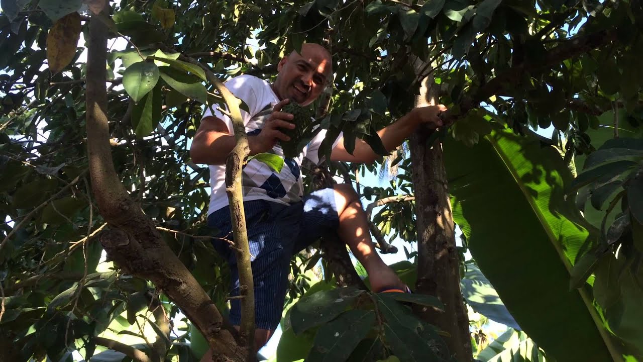 Cuanto Tarda En Dar Fruto La Chirimoya