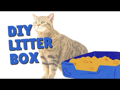 Video: Con Litterbox, le dimensioni sono importanti