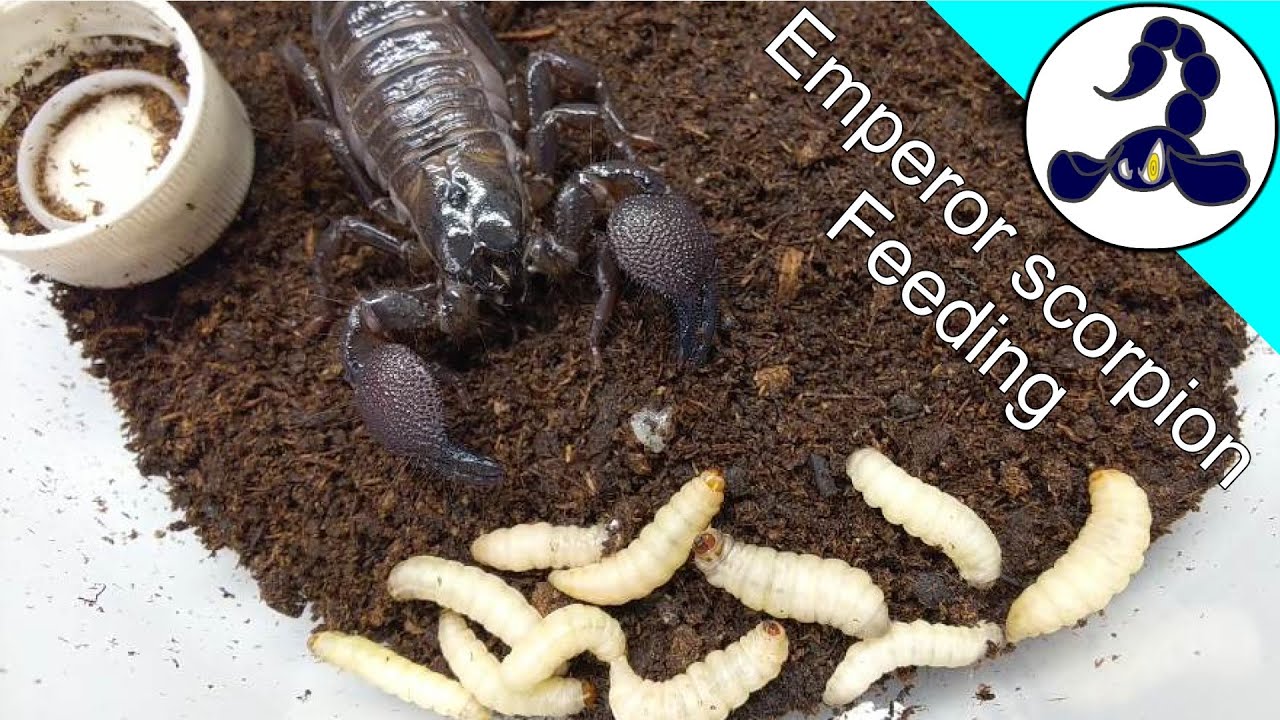 デカいサソリに育てたい！！ダイオウサソリのパワーフーディング　Raising the scorpion to grow big with wax worm!!