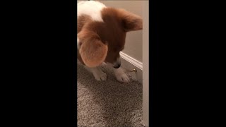 Corgi Puppy Attacking The Door Stopper