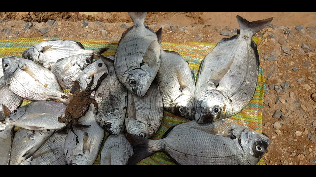 مصيد تاوردا tawarda sidi Warzague  التقاوس سيدي افني الجميلة اللهم بارك  sidi ifni