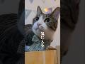 飼い猫の5回目の誕生日。ずっと一緒にいてね #猫のいる暮らし