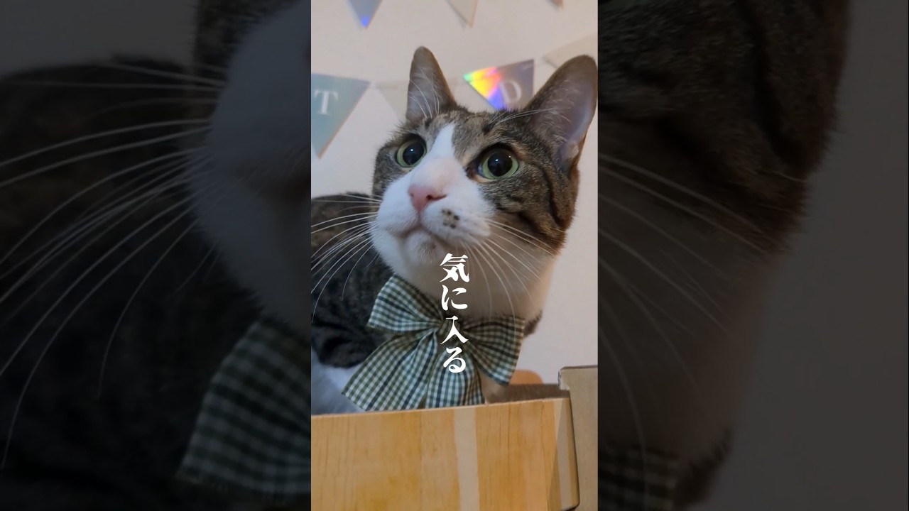 飼い猫の5回目の誕生日。ずっと一緒にいてね #猫のいる暮らし