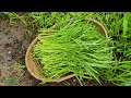 SECRET FRUIT CUTTING #shortsviral #farming #plants #garden #wow #viral #handmade #viral #toptrending