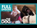 The Fighting Bulldog Sisters Attack Baby😱 | Full Episode | It&#39;s Me or The Dog