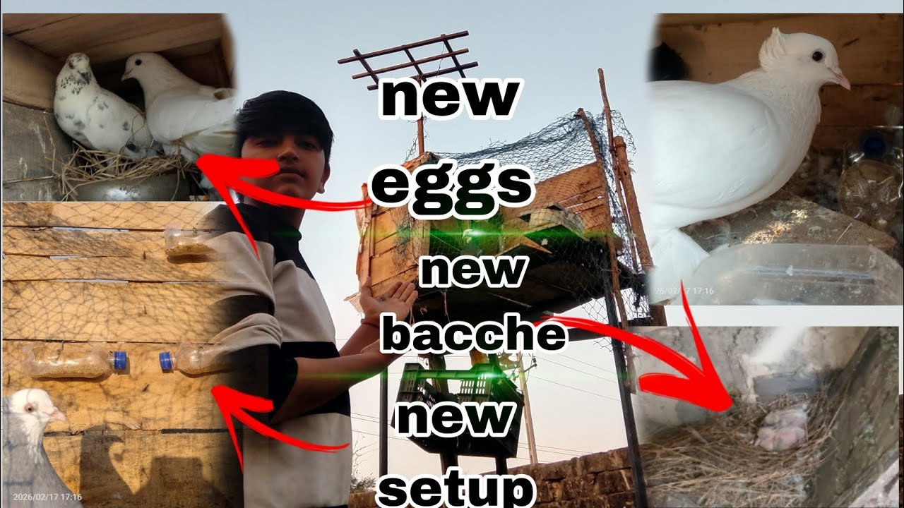 Kabootar video #pigeon #vilogpigeon #trending #pigeonlaver #vairalvideo #birds #pigeonlaver #birds 