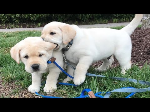 Funniest & Cutest Labrador Puppies #2 - Funny Puppy Videos 2020