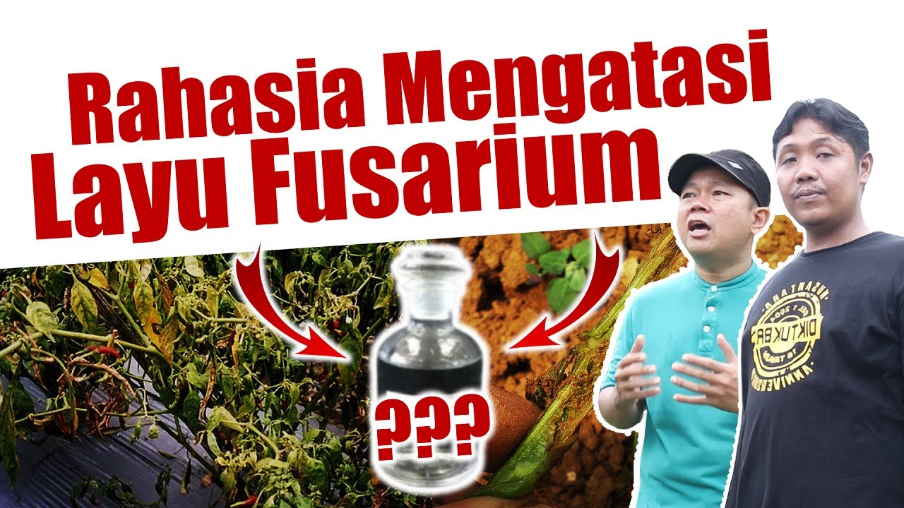 Jarang Diketahui.!!! Rahasia Mengatasi Jamur Fusarium Oxysporum Penyebab Layu | Hidrogen peroksida