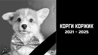 ПАМЯТИ КОРГИ КОРЖИКА.. Вся правда о его смерти..