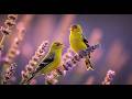 Relaxing Birdsong & Piano, Reduces Anxiety,Fatique,Sleep,Escape Work Stress