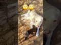 पैसा हम भी उडा सकते है...🙏❤Labradog#Funny#video#ytshort