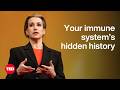The Incredible Secrets Hidden in Your Immune System | Beck Brachman | TED