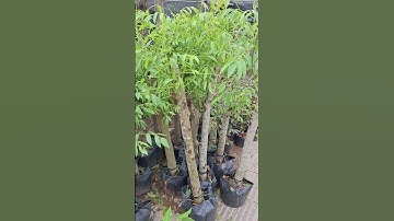 Bán cây cóc Thái gốc to đang quả 0977973535