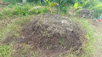 cách ốp mô sầu riêng. khi rễ ra khỏi mô quá nhiều