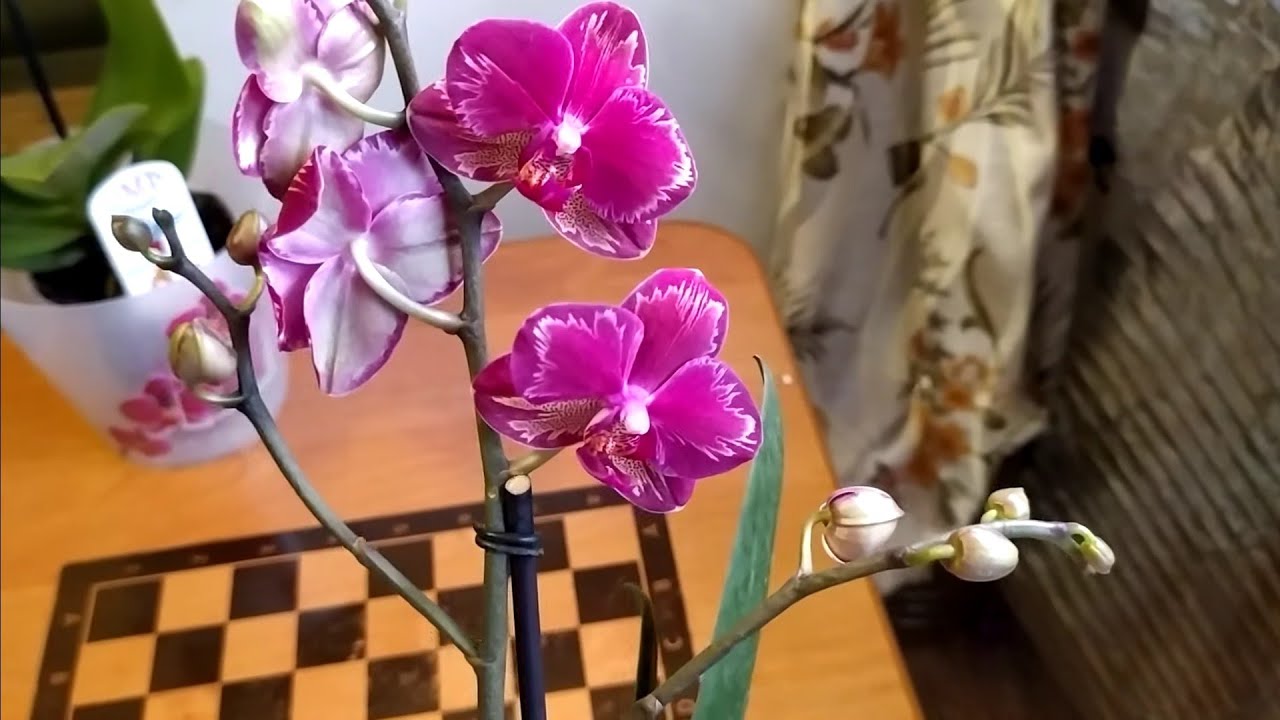 Орхидеи уценка. Фаленопсис интрига Голландия. Азиатская интрига Орхидея. Орхидея интрига Голландия. Орхидея Yolo.