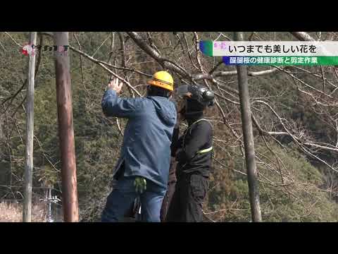醍醐桜の健康診断と剪定作業