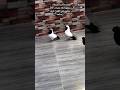 طيور ارباش اسود 